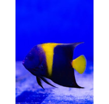 Pomacanthus asfur ML