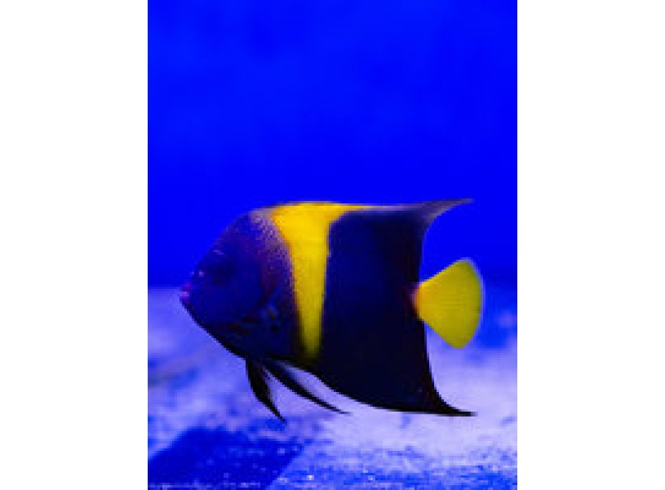 Pomacanthus asfur ML