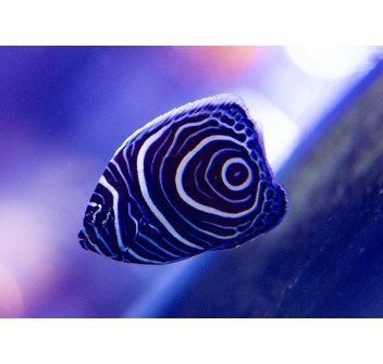 Pomacanthus imperator SM  WYSIWYG