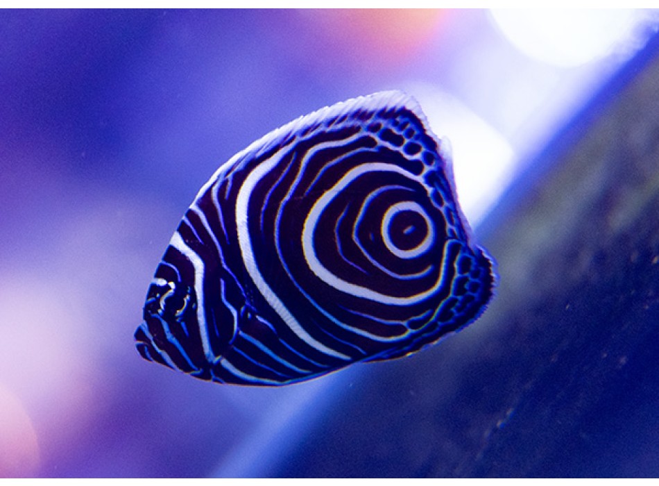 Pomacanthus imperator SM  WYSIWYG