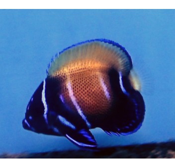 Pomacanthus navarchus giovanile di allevamento S