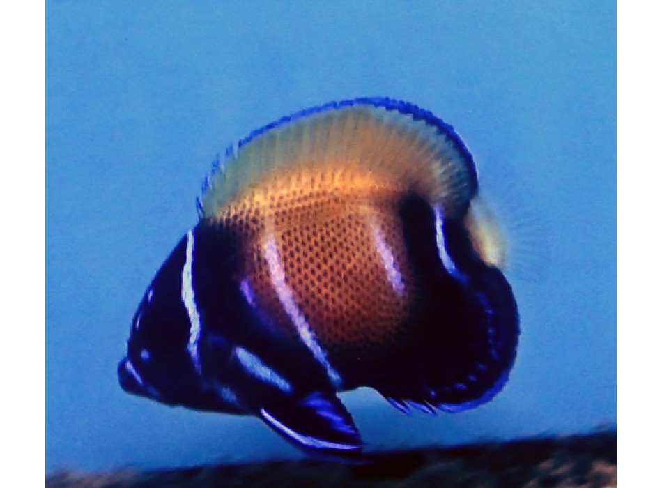 Pomacanthus navarchus giovanile di allevamento S