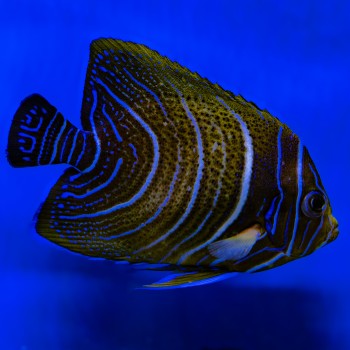 Pomacanthus semicirculatus juvenile L