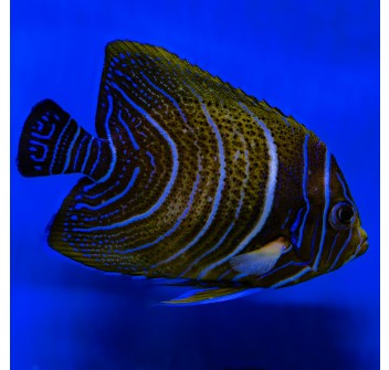 Pomacanthus semicirculatus juvenile L