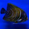 Pomacanthus semicirculatus juvenile L