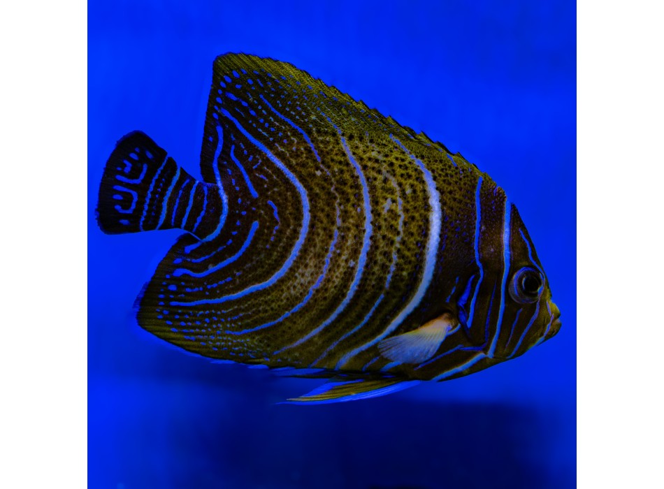 Pomacanthus semicirculatus juvenile L