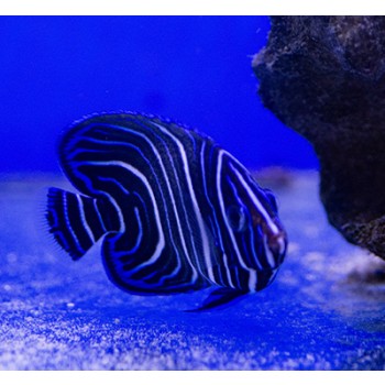 Pomacanthus semicirculatus juvenile M