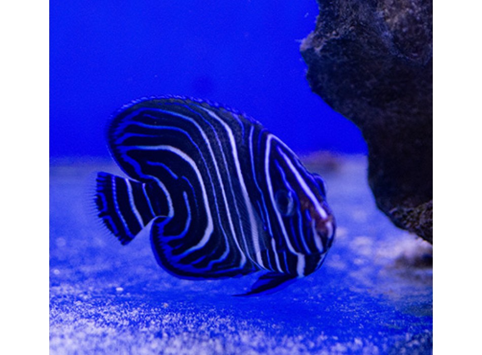 Pomacanthus semicirculatus juvenile M