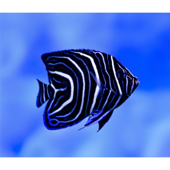 Pomacanthus semicirculatus juvenile M