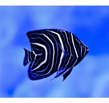 Pomacanthus semicirculatus juvenile M