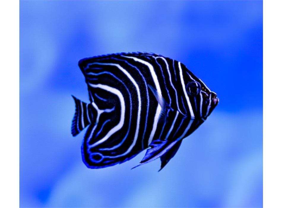 Pomacanthus semicirculatus juvenile M