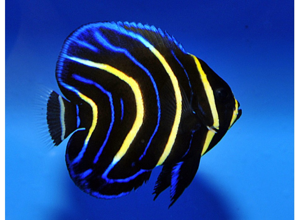 Pomacanthus zonipectus M