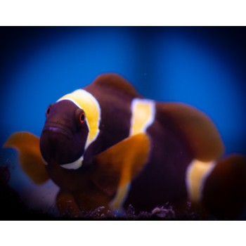 Premnas Epigramma Gold ML