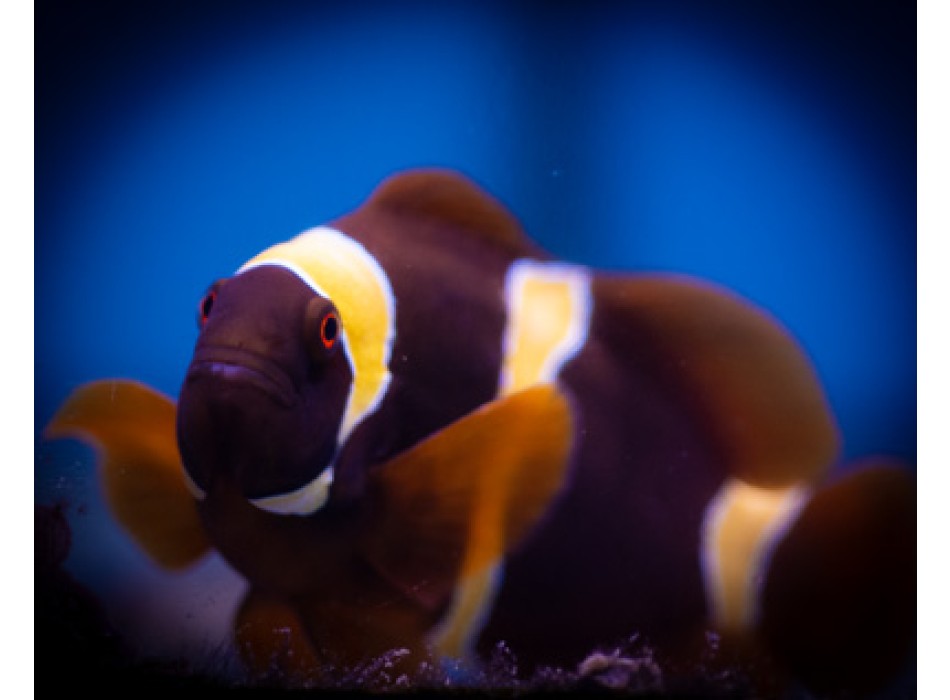 Premnas Epigramma Gold ML