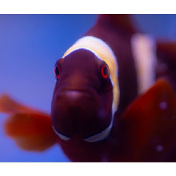 Premnas Epigramma Gold ML