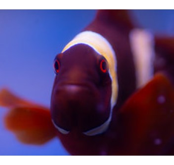 Premnas Epigramma Gold ML