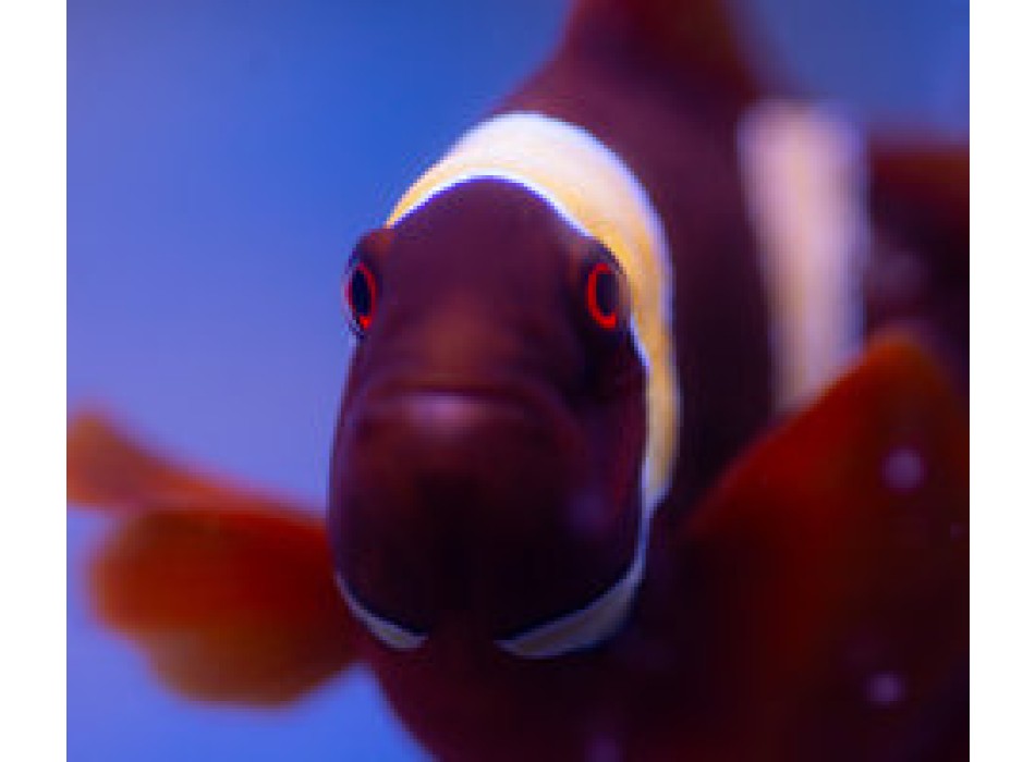 Premnas Epigramma Gold ML