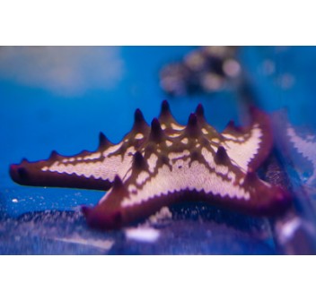 Protoreaster linckii