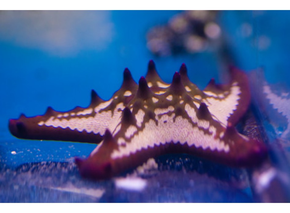 Protoreaster linckii