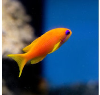 Pseudanthias squamipinnis