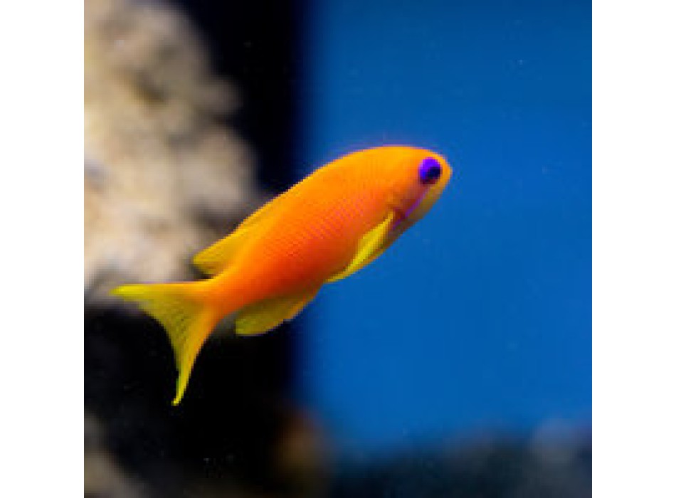 Pseudanthias squamipinnis
