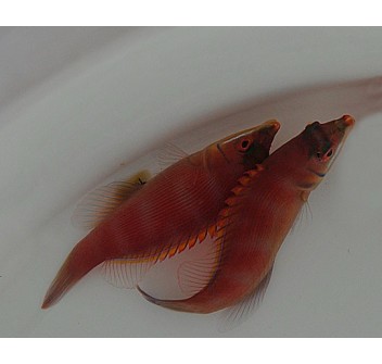 Pseudocheilinus evanidus