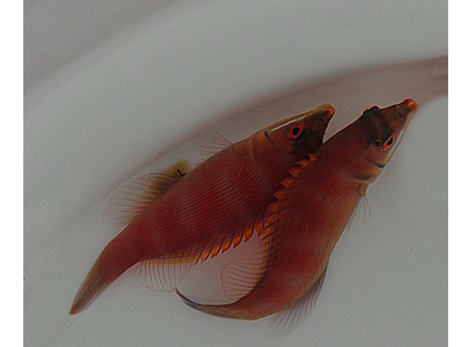 Pseudocheilinus evanidus