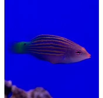 pseudocheilinus Hexataenia