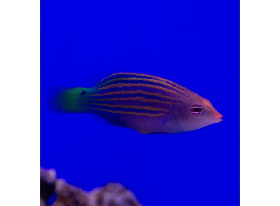 pseudocheilinus Hexataenia