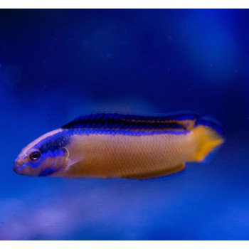 Pseudochromis aldabraensis - T. Bred
