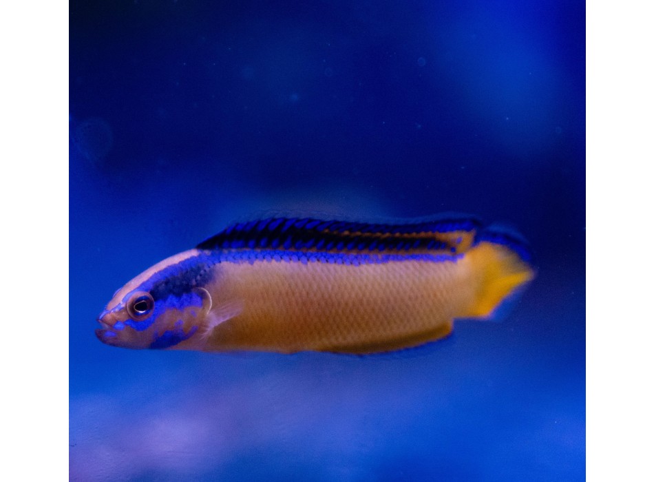 Pseudochromis aldabraensis - T. Bred
