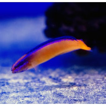 Pseudochromis aldabraensis - T. Bred