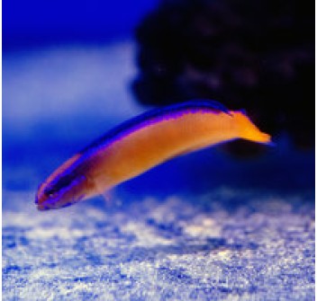 Pseudochromis aldabraensis - T. Bred