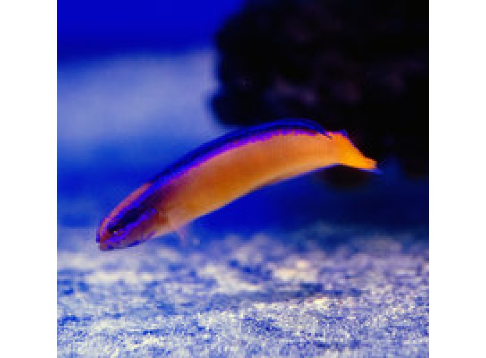 Pseudochromis aldabraensis - T. Bred