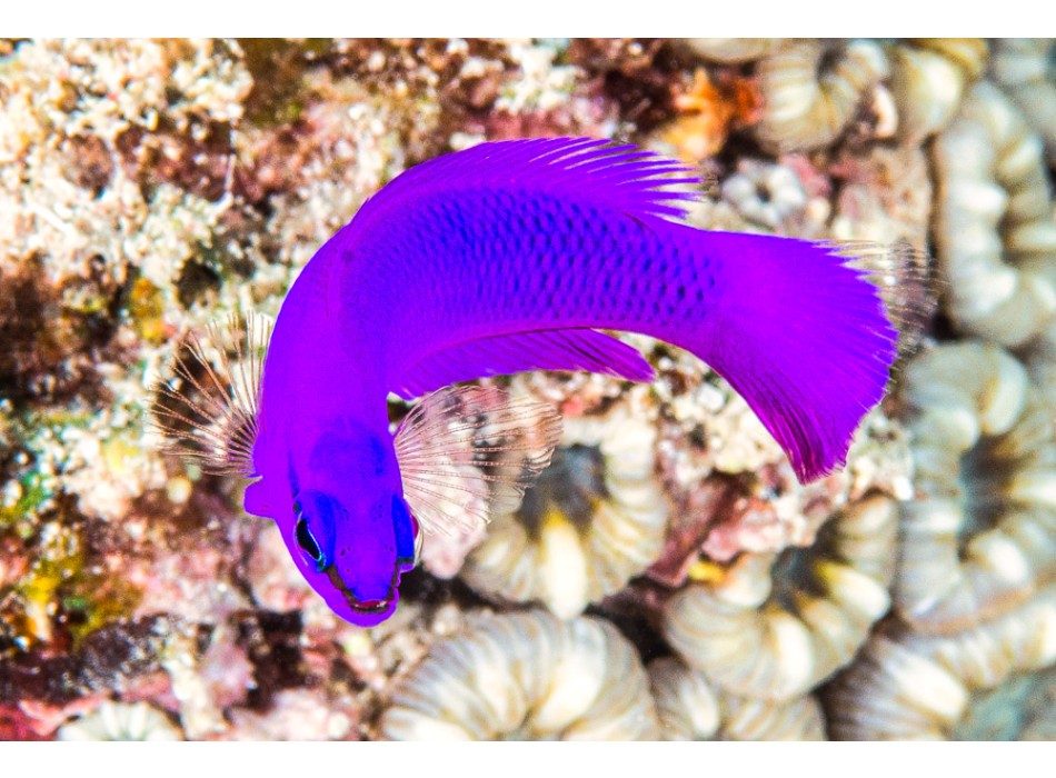 Pseudochromis fridmani