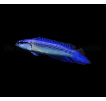 Pseudochromis indigo (dejongi) - DJM Bred