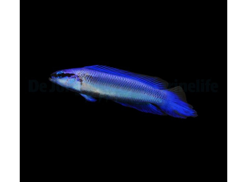 Pseudochromis indigo (dejongi) - DJM Bred