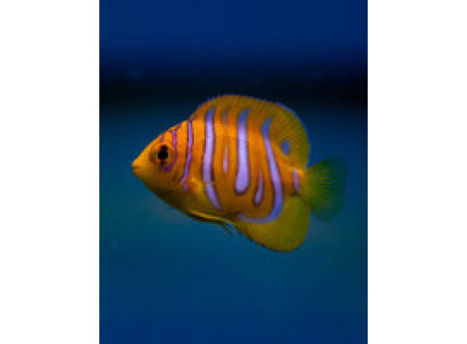 Pygoplites diacanthus allevamento S