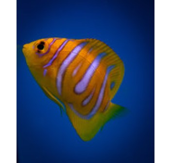 Pygoplites diacanthus allevamento S