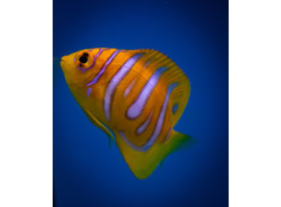 Pygoplites diacanthus allevamento S