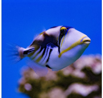 Rhinecanthus aculeatus M