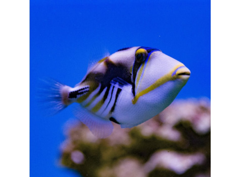 Rhinecanthus aculeatus M