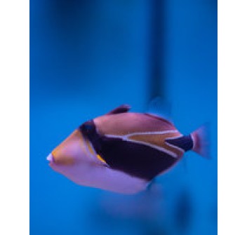 Rhinecanthus rectangulus SM