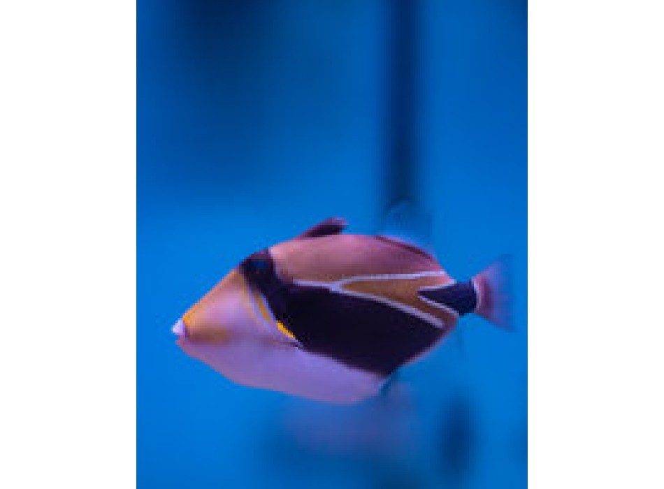 Rhinecanthus rectangulus SM