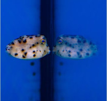 Rhyncostracion nasus