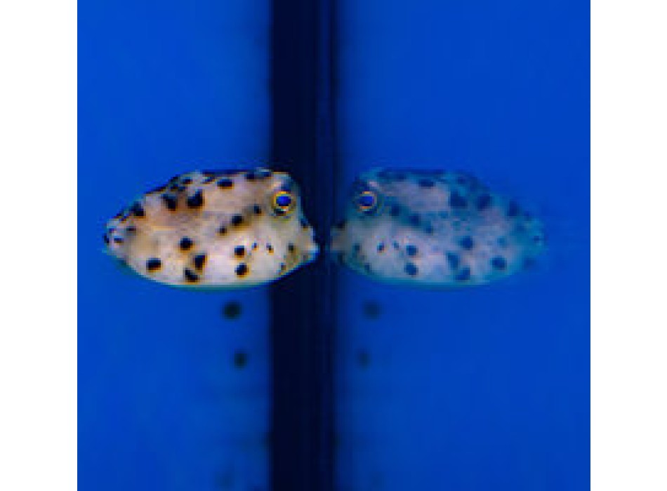 Rhyncostracion nasus