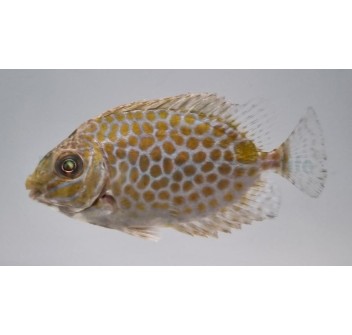 Siganus guttatus SM