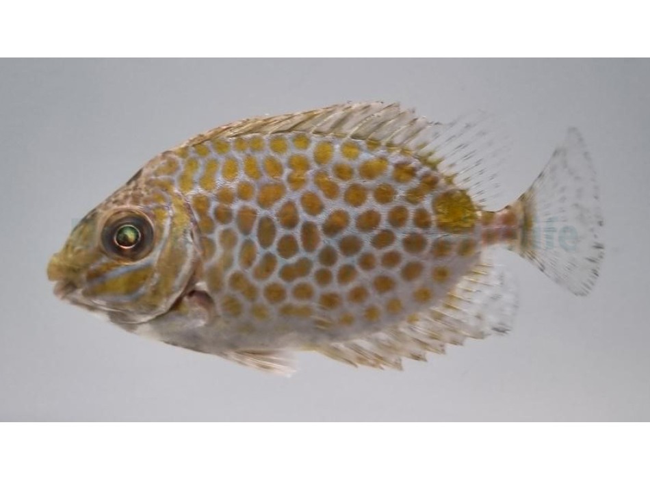Siganus guttatus SM