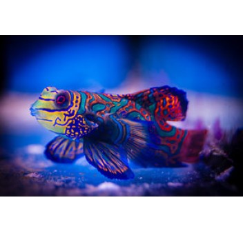 Sinchyropus splendidus 