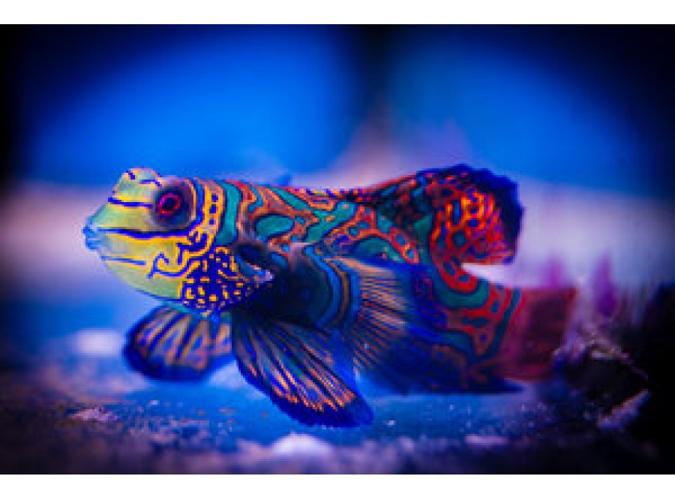 Sinchyropus splendidus 